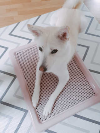 딸랑구둘🥰님이 올린 리뷰 사진 3