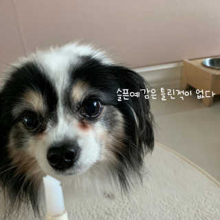 더펫원츠 [5초양치] 멍.치카펜 or 냥.치카펜 or 치카오일펜 — 3.5점을 준 리뷰어가 2020년 5월 올린 사용 사진