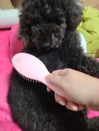 아이캔디 레인보우 볼륨S  브러쉬 for PET 미디엄 — 5점을 준 리뷰어가 2020년 11월 올린 사용 사진