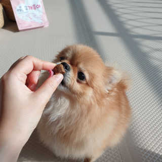 My Pet Care 천연단백질 관절건강에 개좋아 — 5점을 준 리뷰어가 2020년 12월 올린 사용 사진