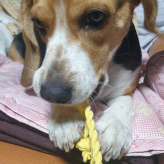 beaglelove님이 올린 리뷰 사진 3