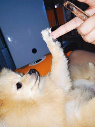 [레드허니밤]자유펫 고양이 강아지 발바닥 밤 14g — 5점을 준 리뷰어가 2020년 7월 올린 사용 사진