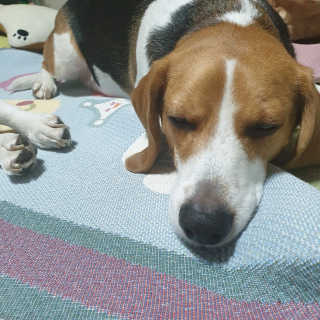 beaglelove님이 올린 리뷰 사진 1