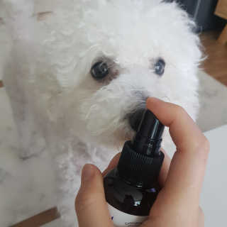 강아지스토리 포인원 모이스처 미스트 100ml — 5점을 준 리뷰어가 2020년 6월 올린 사용 사진