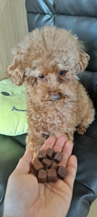 My Pet Care 천연단백질 눈건강에 개좋아 — 5점을 준 리뷰어가 2020년 11월 올린 사용 사진