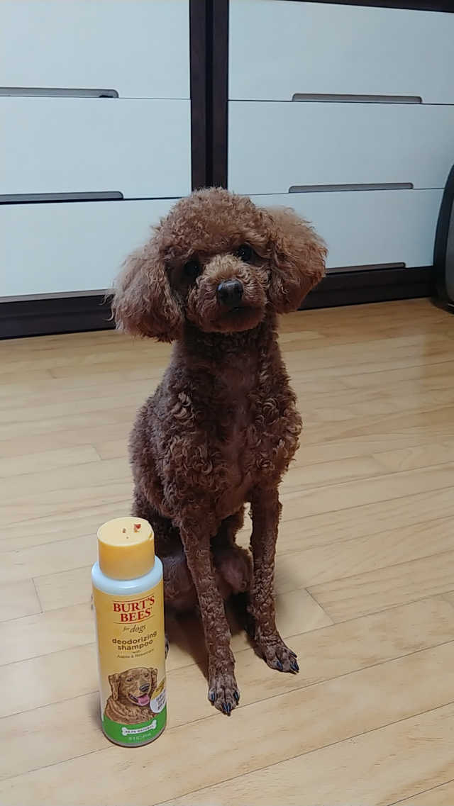 버츠비 데오도라이징 샴푸 리뷰 사진