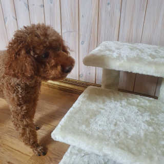콩콩이님이 올린 리뷰 사진 4
