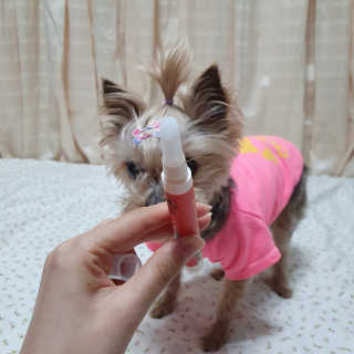 더펫원츠 [5초양치] 멍.치카펜 or 냥.치카펜 or 치카오일펜 — 5점을 준 리뷰어가 2020년 5월 올린 사용 사진