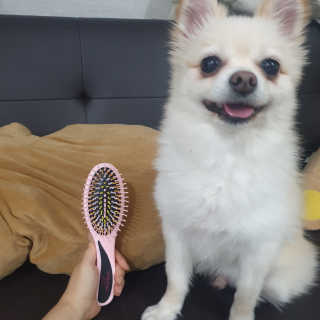 아이캔디 레인보우 볼륨S  브러쉬 for PET 미디엄 — 5점을 준 리뷰어가 2020년 12월 올린 사용 사진
