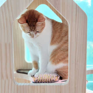 아이캔디 레인보우 볼륨S  브러쉬 for PET 미디엄 — 5점을 준 리뷰어가 2020년 11월 올린 사용 사진