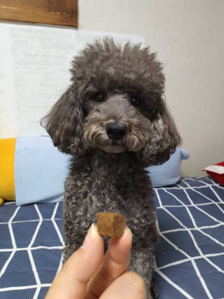 My Pet Care 천연단백질 관절건강에 개좋아 — 5점을 준 리뷰어가 2020년 12월 올린 사용 사진