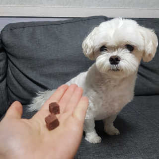 My Pet Care 천연단백질 눈건강에 개좋아 — 5점을 준 리뷰어가 2020년 12월 올린 사용 사진