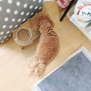 펫토리아 한끼뚝딱 프리미엄 강아지사료_그레인프리/면역력케어 — 5점을 준 리뷰어가 2020년 6월 올린 사용 사진