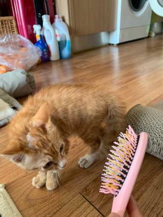 아이캔디 레인보우 볼륨S  브러쉬 for PET 미디엄 — 5점을 준 리뷰어가 2020년 11월 올린 사용 사진