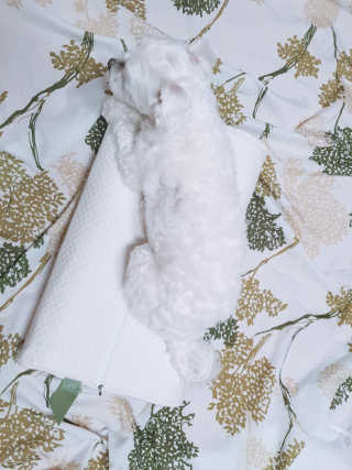 빠빠야님이 올린 리뷰 사진 1