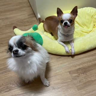 My Pet Care 천연단백질 관절건강에 개좋아 — 5점을 준 리뷰어가 2020년 12월 올린 사용 사진