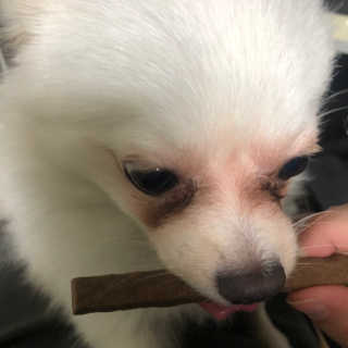 My Pet Care 천연단백질 치아건강에 개좋아 — 5점을 준 리뷰어가 2020년 12월 올린 사용 사진