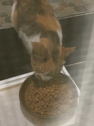 시큼한고냥이님이 올린 리뷰 사진 4
