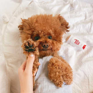 [레드허니밤]자유펫 고양이 강아지 발바닥 밤 14g — 5점을 준 리뷰어가 2020년 7월 올린 사용 사진