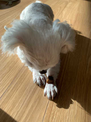 My Pet Care 천연단백질 관절건강에 개좋아 — 4점을 준 리뷰어가 2020년 11월 올린 사용 사진