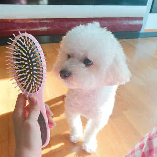 아이캔디 레인보우 볼륨S  브러쉬 for PET 미디엄 — 5점을 준 리뷰어가 2020년 12월 올린 사용 사진