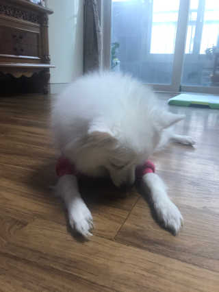 My Pet Care 천연단백질 치아건강에 개좋아 — 5점을 준 리뷰어가 2020년 11월 올린 사용 사진
