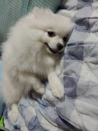 이누닷님이 올린 리뷰 사진 3