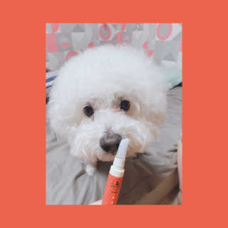 더펫원츠 [5초양치] 멍.치카펜 or 냥.치카펜 or 치카오일펜 — 4점을 준 리뷰어가 2020년 5월 올린 사용 사진