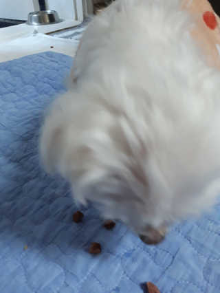 My Pet Care 천연단백질 눈건강에 개좋아 — 5점을 준 리뷰어가 2020년 12월 올린 사용 사진