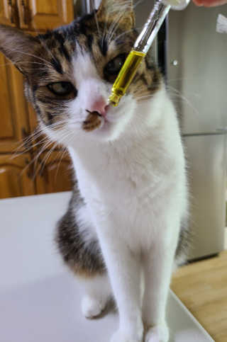 더펫원츠 [댕냥이 치석제거 덴탈오일] 치카오일+셀프스케일러 — 4점을 준 리뷰어가 2020년 9월 올린 사용 사진