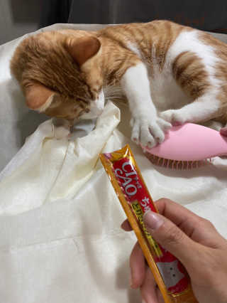 아이캔디 레인보우 볼륨S  브러쉬 for PET 미디엄 — 5점을 준 리뷰어가 2020년 11월 올린 사용 사진