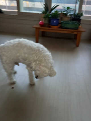 My Pet Care 천연단백질 관절건강에 개좋아 — 4점을 준 리뷰어가 2020년 11월 올린 사용 사진