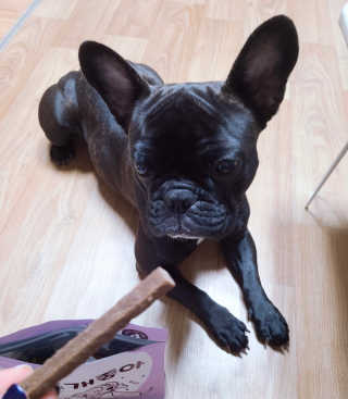 My Pet Care 천연단백질 치아건강에 개좋아 — 5점을 준 리뷰어가 2020년 11월 올린 사용 사진