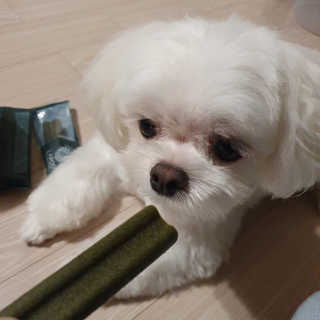 [푸디웜] 라포그 코어덴탈츄 그린 (10개입) — 5점을 준 리뷰어가 2020년 8월 올린 사용 사진