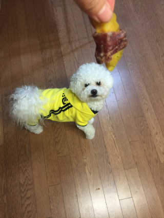 해피팡팡 고구마닭말이+고구마오리말이 [고구마간식2종] — 5점을 준 리뷰어가 2020년 4월 올린 사용 사진