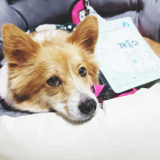 My Pet Care 천연단백질 눈건강에 개좋아 — 5점을 준 리뷰어가 2020년 12월 올린 사용 사진