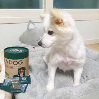 [푸디웜] 라포그 코어덴탈츄 그린 (10개입) — 5점을 준 리뷰어가 2020년 9월 올린 사용 사진