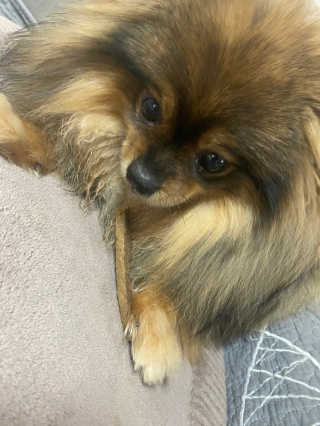My Pet Care 천연단백질 치아건강에 개좋아 — 4.5점을 준 리뷰어가 2020년 12월 올린 사용 사진