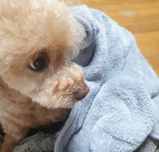 [자유펫] 강아지.고양이 초극세사 펫타올  하마타올 — 4점을 준 리뷰어가 2020년 7월 올린 사용 사진