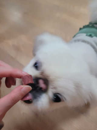 My Pet Care 천연단백질 눈건강에 개좋아 — 5점을 준 리뷰어가 2020년 11월 올린 사용 사진