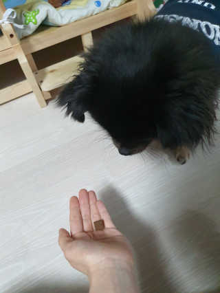 My Pet Care 천연단백질 관절건강에 개좋아 — 5점을 준 리뷰어가 2020년 11월 올린 사용 사진