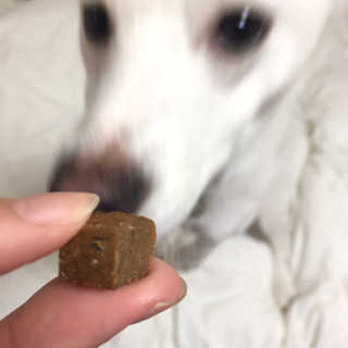 My Pet Care 천연단백질 관절건강에 개좋아 — 5점을 준 리뷰어가 2020년 12월 올린 사용 사진