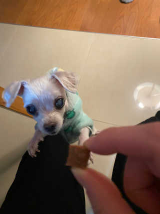 My Pet Care 천연단백질 눈건강에 개좋아 — 5점을 준 리뷰어가 2020년 12월 올린 사용 사진