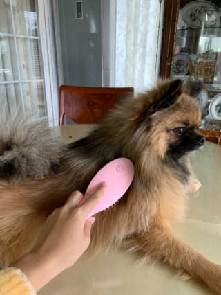 아이캔디 레인보우 볼륨S  브러쉬 for PET 미디엄 — 5점을 준 리뷰어가 2020년 12월 올린 사용 사진