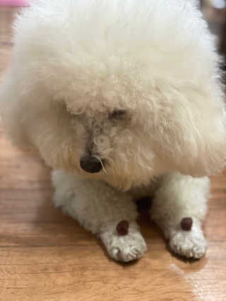 My Pet Care 천연단백질 눈건강에 개좋아 — 5점을 준 리뷰어가 2020년 12월 올린 사용 사진