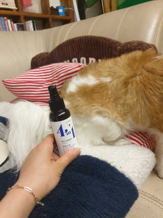강아지스토리 포인원 모이스처 미스트 100ml — 5점을 준 리뷰어가 2020년 6월 올린 사용 사진