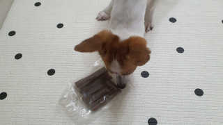 My Pet Care 천연단백질 치아건강에 개좋아 — 5점을 준 리뷰어가 2020년 11월 올린 사용 사진