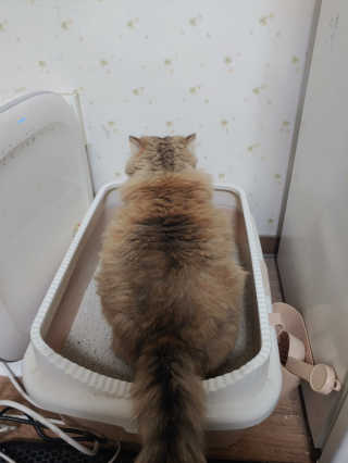 겟플렉스 켓플렉스 캣츠룸BS-1 고양이모래 4kg — 5점을 준 리뷰어가 2020년 12월 올린 사용 사진