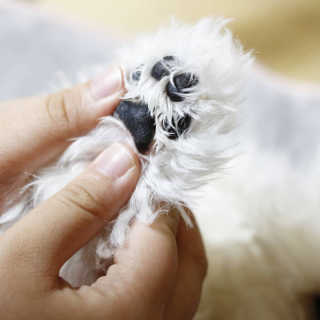 [자유펫] 시코니딘 고양이 강아지 피부 보습 연고 20g — 5점을 준 리뷰어가 2020년 7월 올린 사용 사진