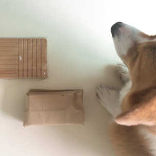 코기코기님이 올린 리뷰 사진 2